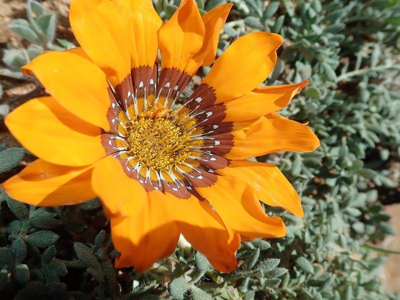 Gazania leiopoda, photographed by Peter Warren