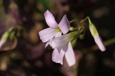 Oxalis triangularis, photographed by Wang.QG