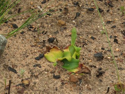 Satyrium humile, photographed by Jeremy Gilmore