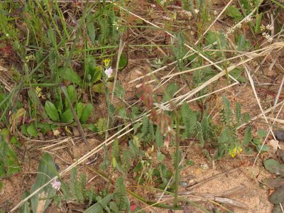Adenogramma glomerata, photographed by Jeremy Gilmore