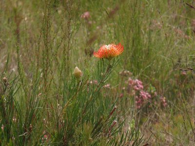 Leucospermum lineare, photographed by Jeremy Gilmore
