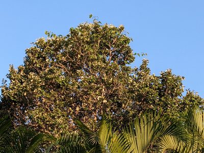Couepia polyandra, photographed by Eric Knight