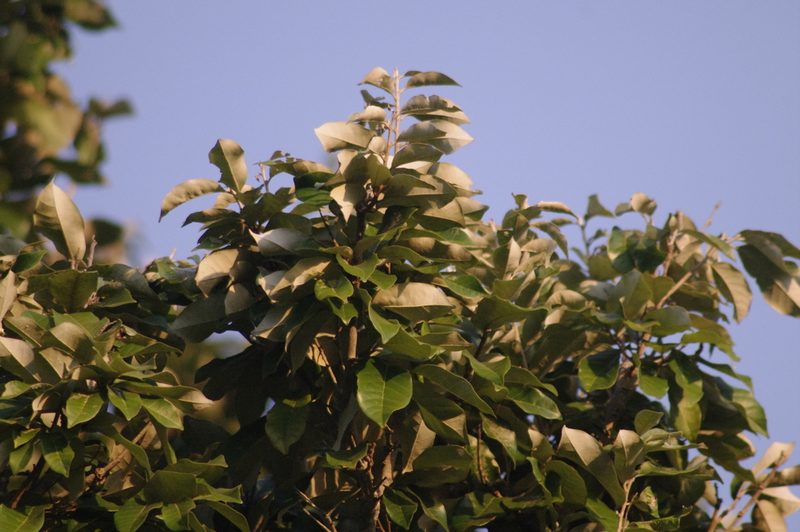 Couepia polyandra, photographed by Eric Knight