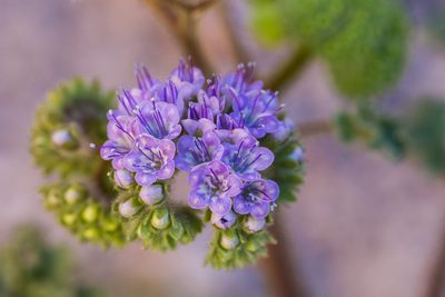 Phacelia pedicellata, photographed by Ken-ichi Ueda