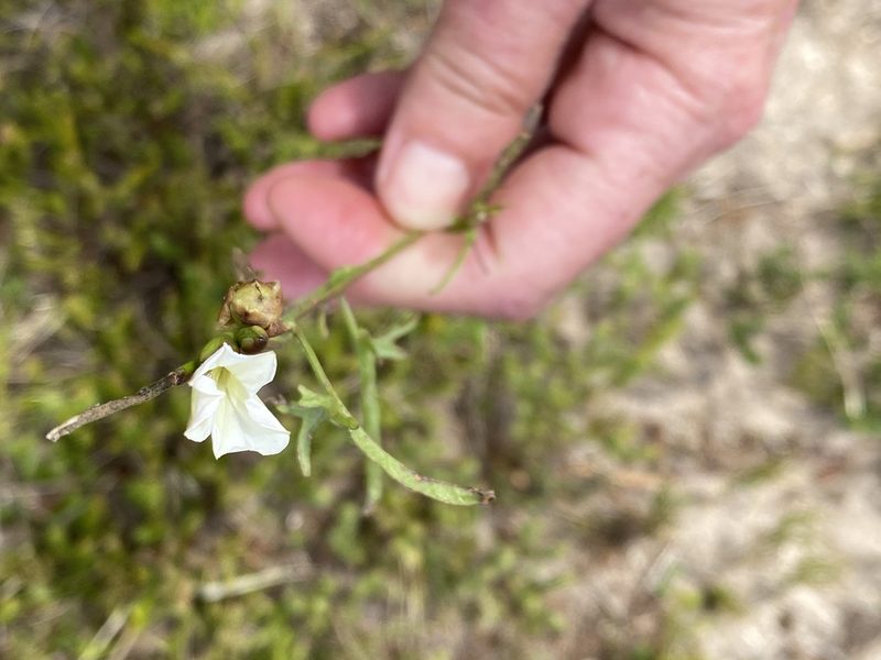 Convolvulus sagittatus, photographed by Christina