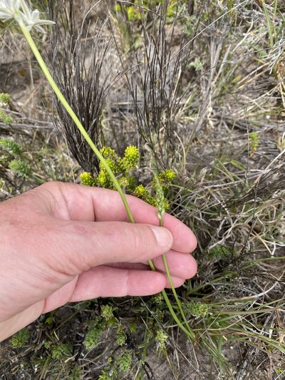 Nicipe juncifolia, photographed by Christina