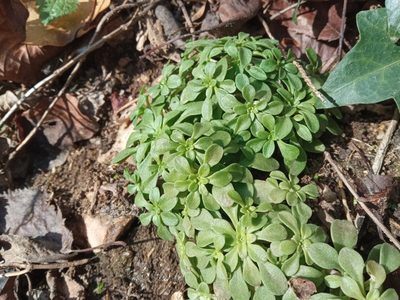 Sedum cepaea, photographed by Josep Gesti