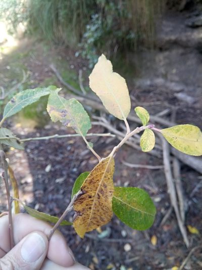 Salix pedicellata, photographed by Karim Haddad