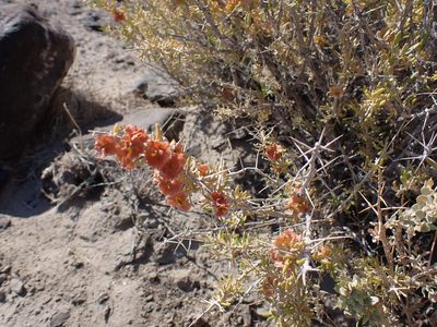Sarcobatus baileyi, photographed by John Brew