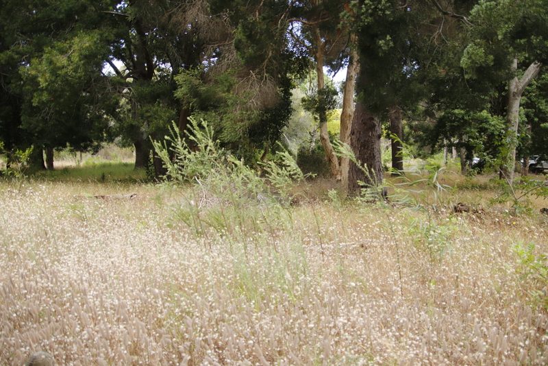 Gnidia sericea, photographed by Tony Rebelo