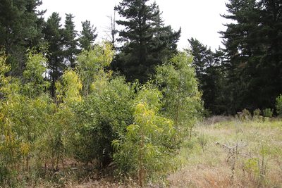 Acacia implexa, photographed by Tony Rebelo