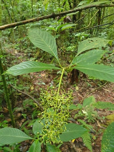 Psychotria grandis, photographed by Yolanda M. Leon