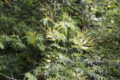 Acacia schinoides, photographed by Tony Rebelo
