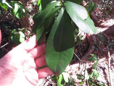 Gymnanthes lucida, photographed by Ben Machado