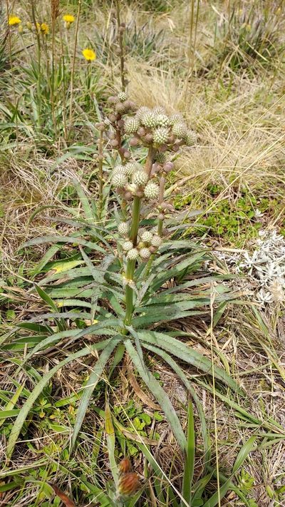 Eryngium megapotamicum, photographed by Roderick Cameron