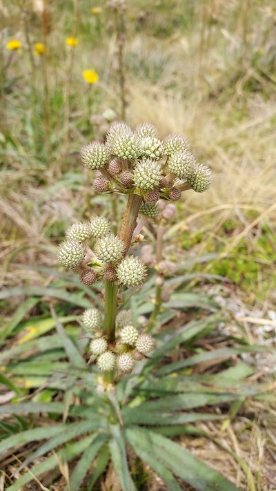 Eryngium megapotamicum, photographed by Roderick Cameron