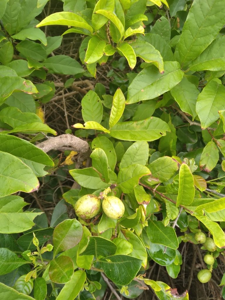 Combretum bracteosum, photographed by Rosemary Harrison