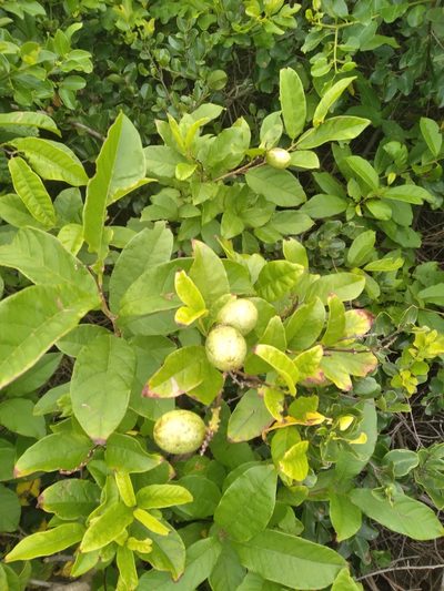 Combretum bracteosum, photographed by Rosemary Harrison