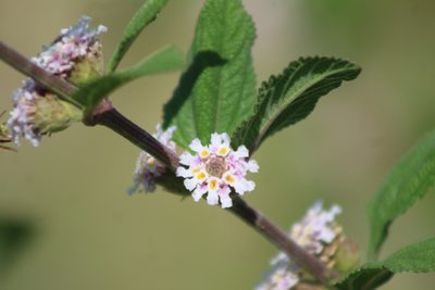 Lippia alba, photographed by demianlescano