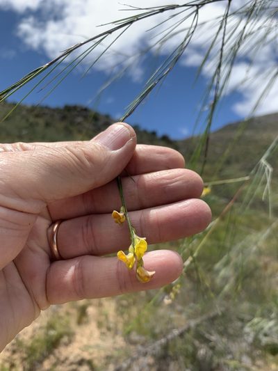 Aspalathus pendula, photographed by Dave Richardson