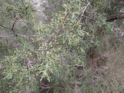 Juniperus phoenicea, photographed by David Delon