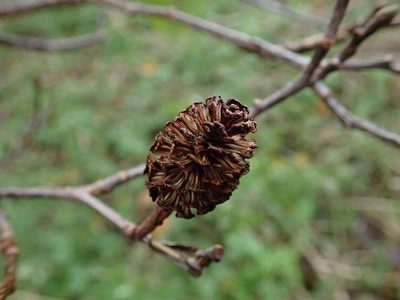 Alnus cordata, photographed by Daniel Cahen