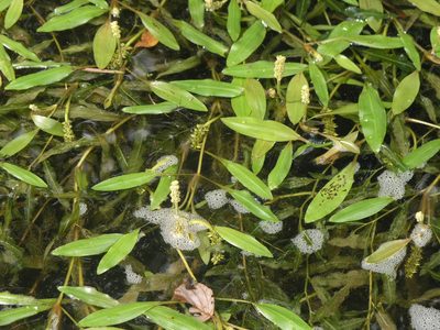 Potamogeton alpinus, photographed by Oleg Kosterin