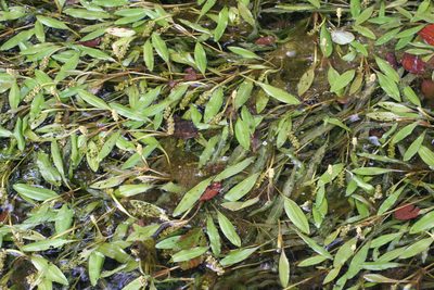 Potamogeton alpinus, photographed by Oleg Kosterin