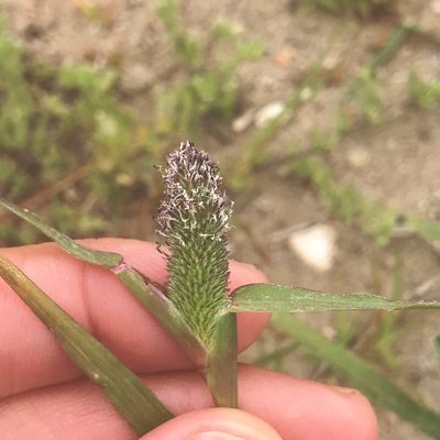Sporobolus schoenoides, photographed by Amy Huie