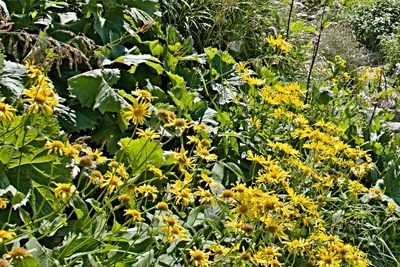 Doronicum austriacum, photographed by Petr Harant
