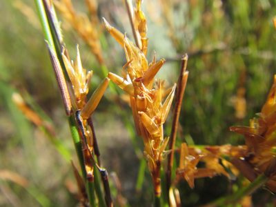 Restio distichus, photographed by douglaseustonbrown
