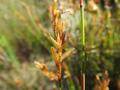 Restio distichus, photographed by douglaseustonbrown