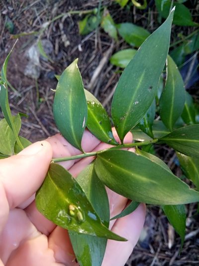 Ruscus hypophyllum, photographed by Karim Haddad