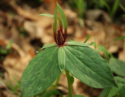 Trillium viridescens, photographed by mayfly1963