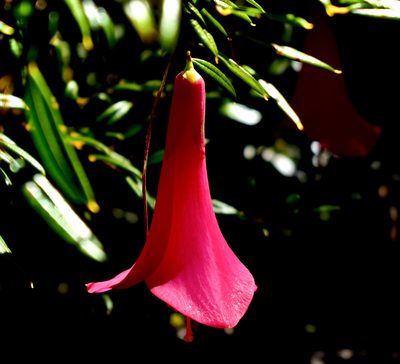 Philesia magellanica, photographed by Nicolás Villaseca Merino
