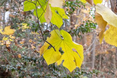 Firmiana simplex, photographed by Shawn Taylor