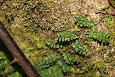 Arthropteris beckleri, photographed by Greg Tasney