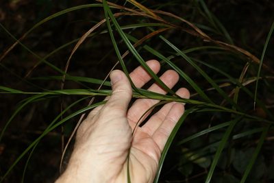Exocarya scleroides, photographed by Greg Tasney