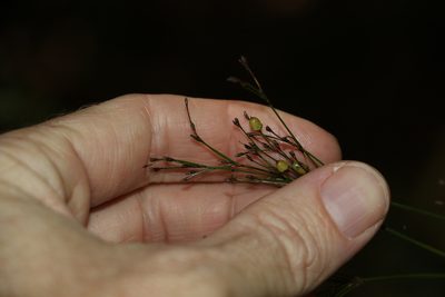 Exocarya scleroides, photographed by Greg Tasney
