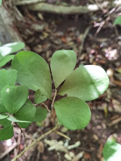 Erythroxylum havanense, photographed by Eduardo Chacón Madrigal