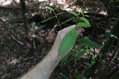 Callicoma serratifolia, photographed by Greg Tasney