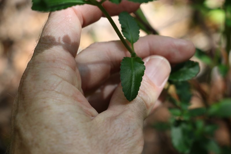Gonocarpus oreophilus, photographed by Greg Tasney