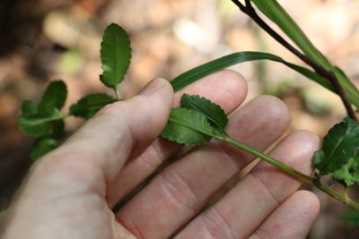 Gonocarpus oreophilus, photographed by Greg Tasney