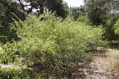 Chamaecytisus proliferus, photographed by Tony Rebelo