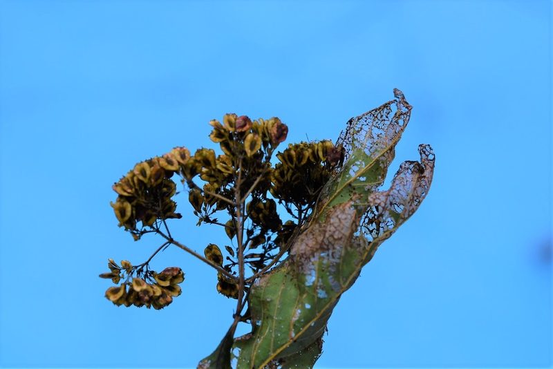 Machaonia erythrocarpa, photographed by Neptalí Ramírez Marcial