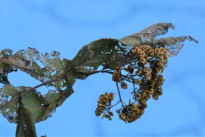 Machaonia erythrocarpa, photographed by Neptalí Ramírez Marcial