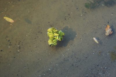 Salvinia natans, photographed by Olena V. Vakarenko