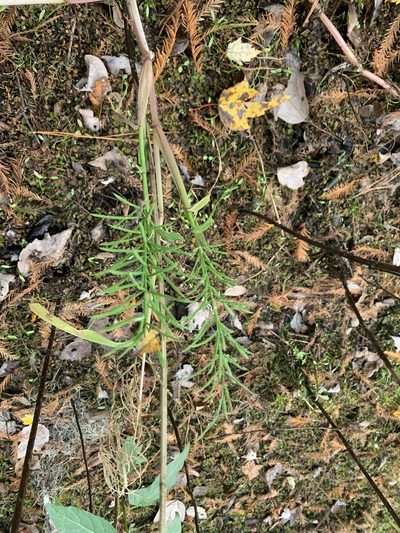 Paspalum repens, photographed by Tia Tyler
