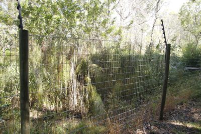 Restio paniculatus, photographed by Tony Rebelo