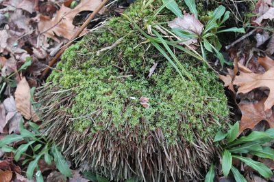 Atrichum crispum, photographed by Violet T.